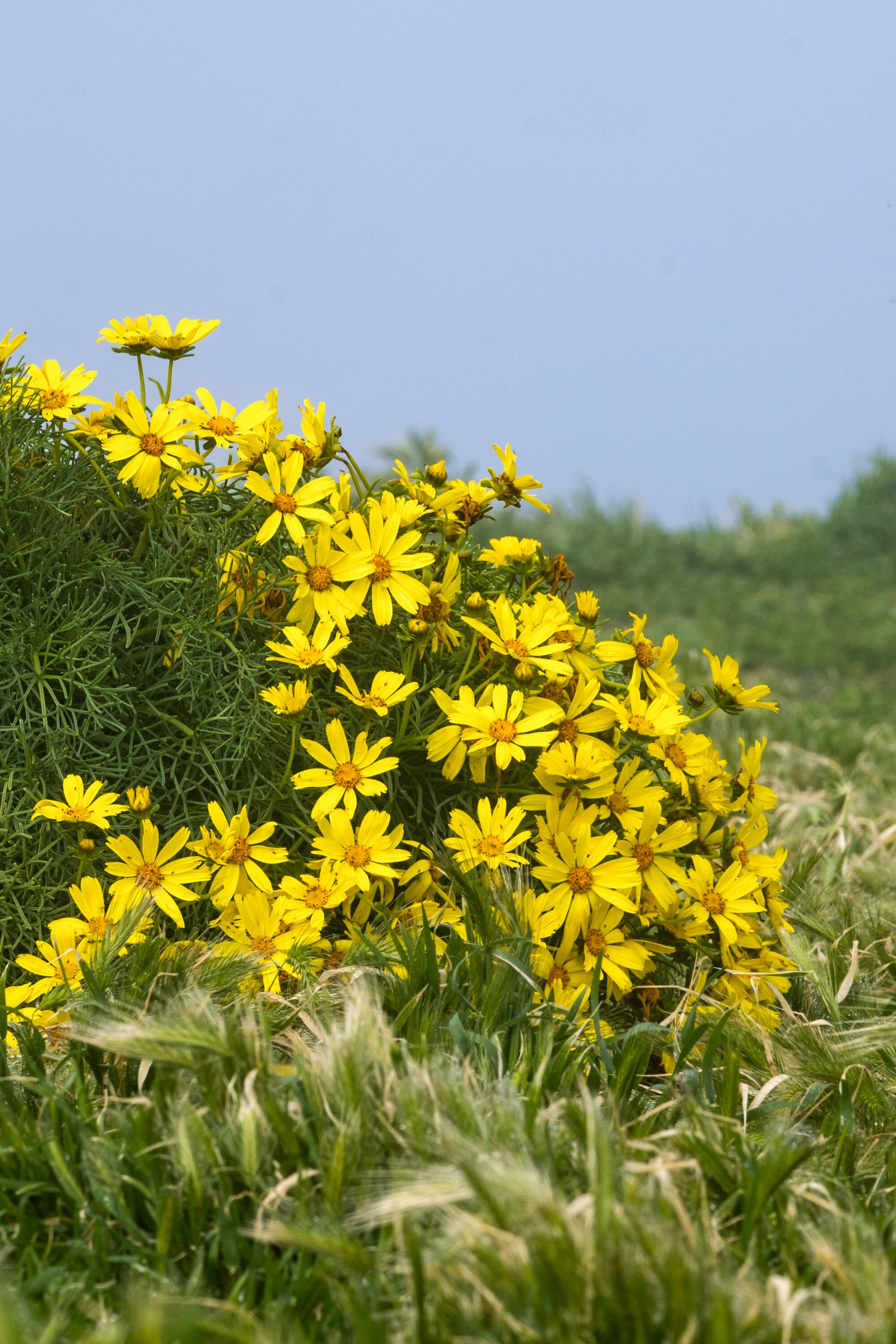 The tree sunflower, or coreopsis.