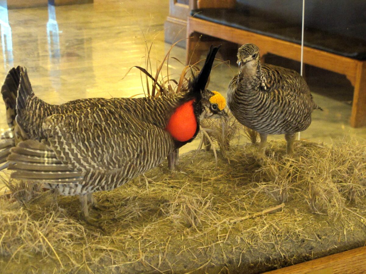 A pair of stuffed lesser prairie chickens on display at the Kansas Statehouse in Topeka. Environmental groups have sued the U.S. Fish and Wildlife Service in an effort to move the birds from threatened to endangered status.