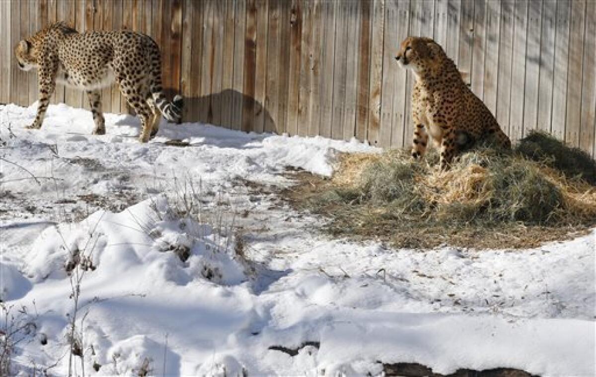 Cheetahs Mojo and Marvin, who are brothers, pass time inside their pen at Denver Zoo, which was closed to the public due to extreme cold.