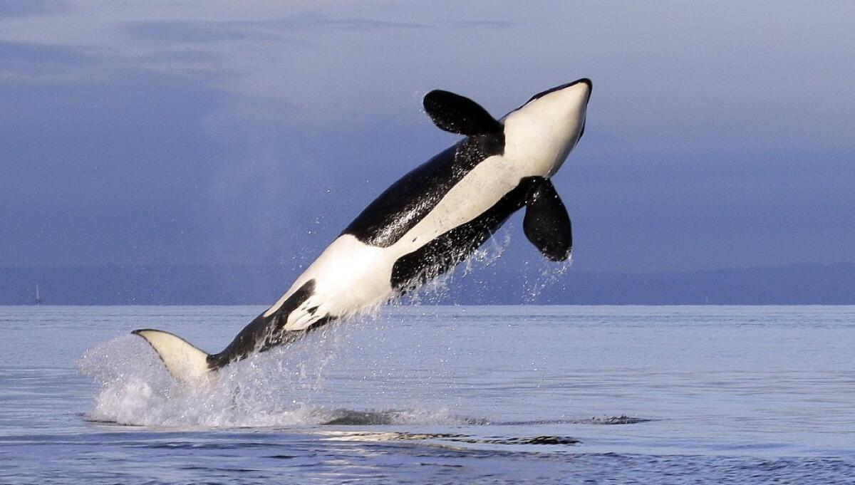 A killer whale breaches in Puget Sound.