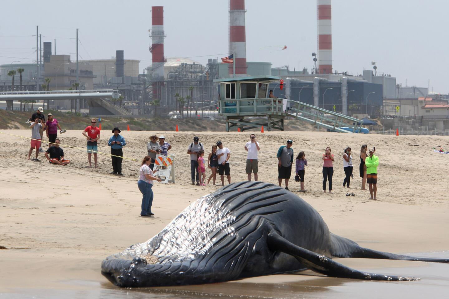 Beach goers look at a 45-foot, 40-ton female Humpback whale carcass that washed up onshore overnight at Dockweiler State Beach, on Friday, July 1, 2016. Scientists examined the whale and took samples during the day. The whale carcass was towed out to sea Friday evening by lifeguard boats.