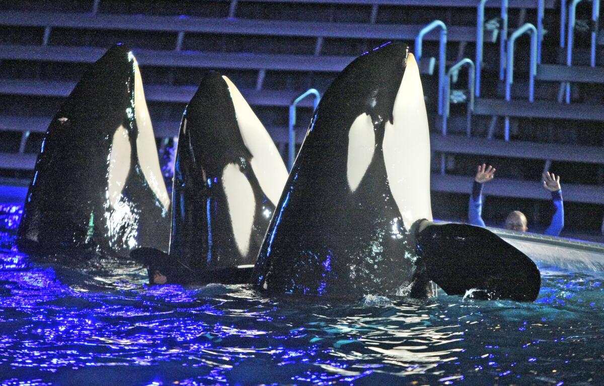 During a night performance at Shamu Stadium, a trainer signals to orca killer whales at Sea World, San Diego, CA on March 20, 2014. In the aftermath of the documentary "Blackfish," Reps. Adam Schiff (D-Burbank) and Jared Huffman (D-San Rafael) passed an amendment on Thursday, June 12, 2014, directing the USDA to update the rules protecting captive orcas and other marine mammals.