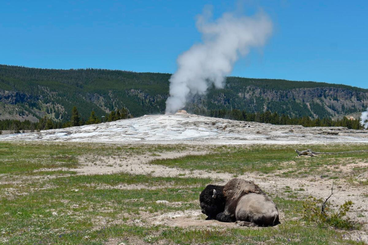 A bison lays in front of the Old Faithful geyser in Yellowstone National Park, Wyo.