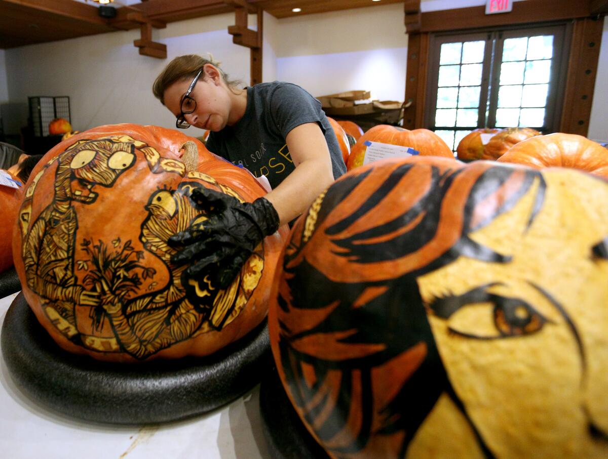 Pumpkin artist Rebecca Kruger hallows out one of her pumpkin creations at Descanso Gardens in La Cañada Flintridge on Tuesday, Oct. 22.