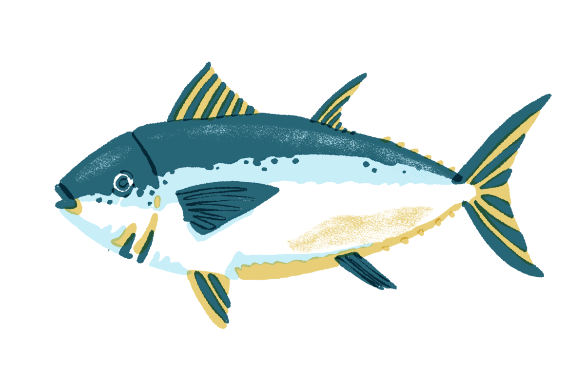 Illustration of Atlantic bluefin tuna