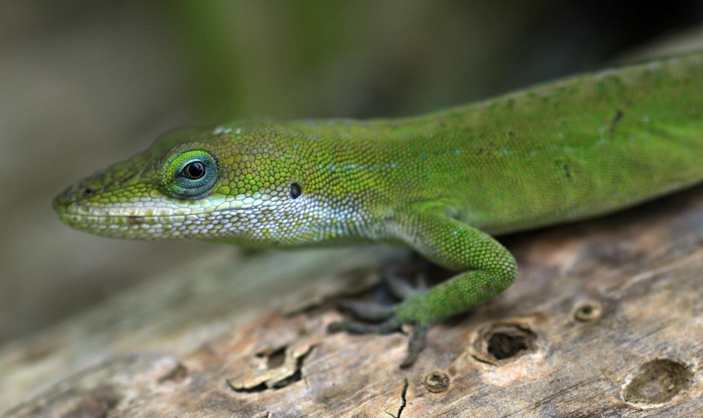 The green Anole lizard