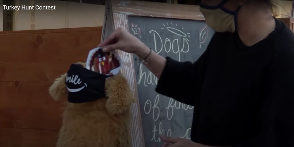 Recognize this stuffed dog? It may hide a laminated turkey during a Village Merchants Association scavenger hunt Nov. 22-26.
