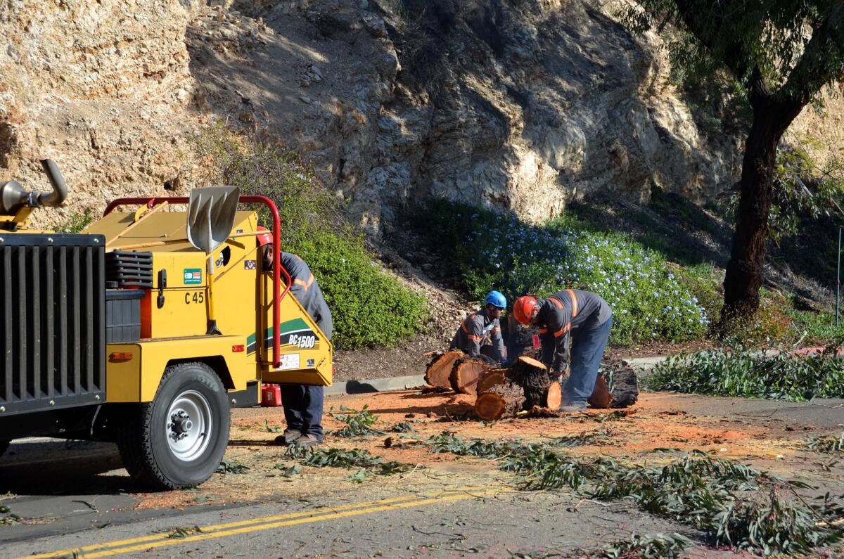 Workers from Great Scott Tree Service cut and grind a large eucalyptus tree that fell on on Bayside Drive and El Paseo on Saturday morning. Both streets were blocked off and closed off by Newport Beach police while the workers removed it.