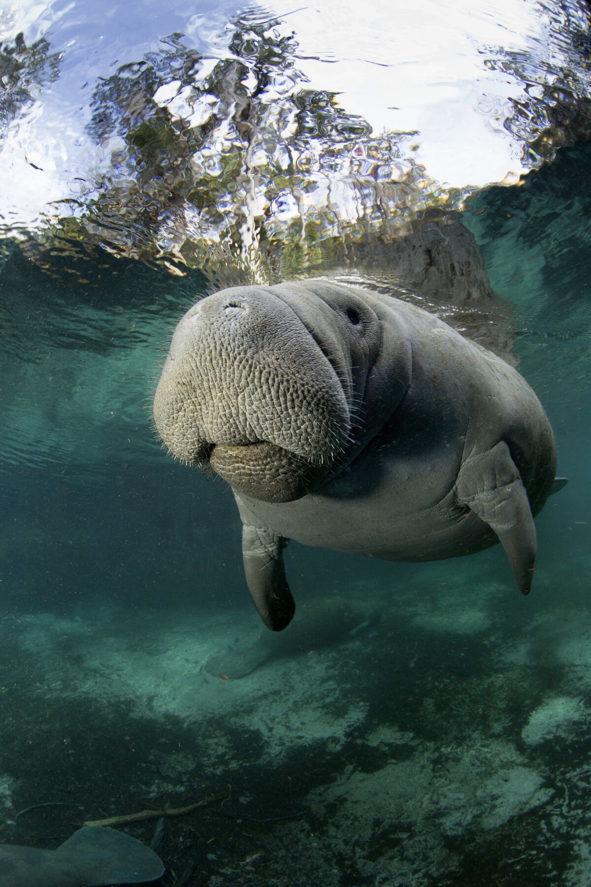 Florida manatee (Trichechus manatus manatus) as it breaks the surface of the Crystal River.