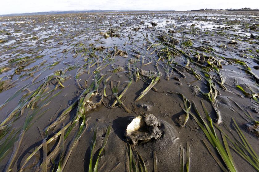 FILE - Grasses and yearling oysters, growing on the large "mother" shells planted throughout the bed, are barely covered by a thin layer of water at low tide on May 1, 2015, in Willapa Bay near Tokeland, Wash. The U.S. Food and Drug Administration says consumers should avoid shellfish from Oregon and Washington state as they may be contaminated with toxins that cause paralytic shellfish poisoning. The warning says to avoid shellfish harvested from areas around Willapa Bay in southern Washington since May 26, 2024. (AP Photo/Elaine Thompson, File)