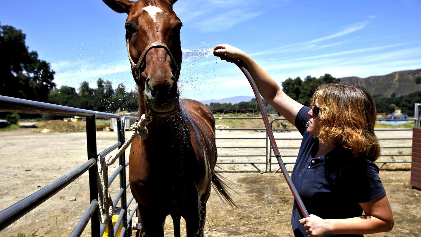 Horse going to greener pastures after owner's heartbreaking tragedy