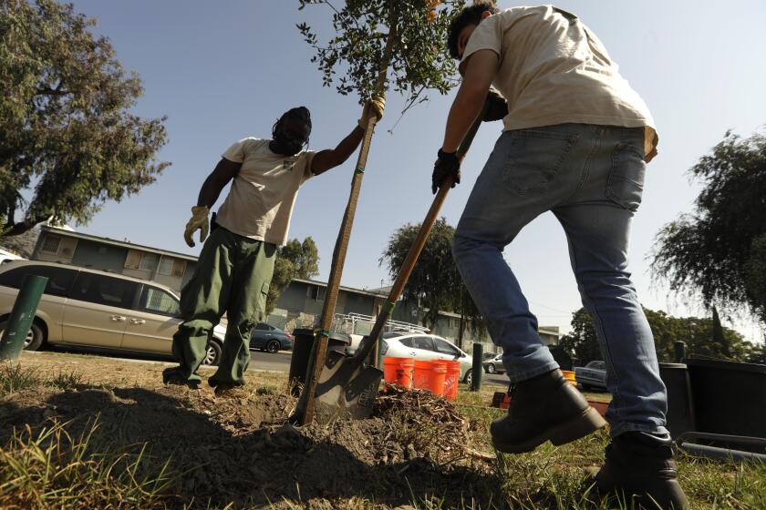 WATTS, CA - AUGUST 26, 2021 - - Urban Forestry Supervisor Ladale Hayes, left, and Eduardo Armenta, both with North East Trees, plant a tree in the Imperial Gardens public housing in Watts on August 26, 2021. Members of North East Trees help plant and maintain trees in the western part of Watts to eventually bring more shade for residents and to reduce heat in these neighborhoods. They have planted over 1,500 trees. They also delivered several trees to residents who requested one. These residents are responsible to plant their own trees and are given directions on best place to plant the trees and how to maintain care of it. (Genaro Molina / Los Angeles Times)