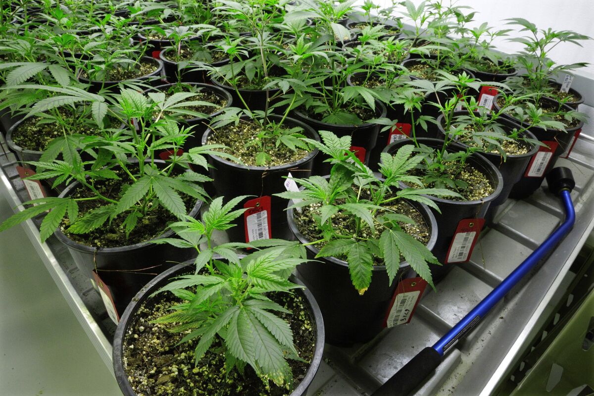 The House for the first time on Friday voted to decriminalize and levy a tax on marijuana.