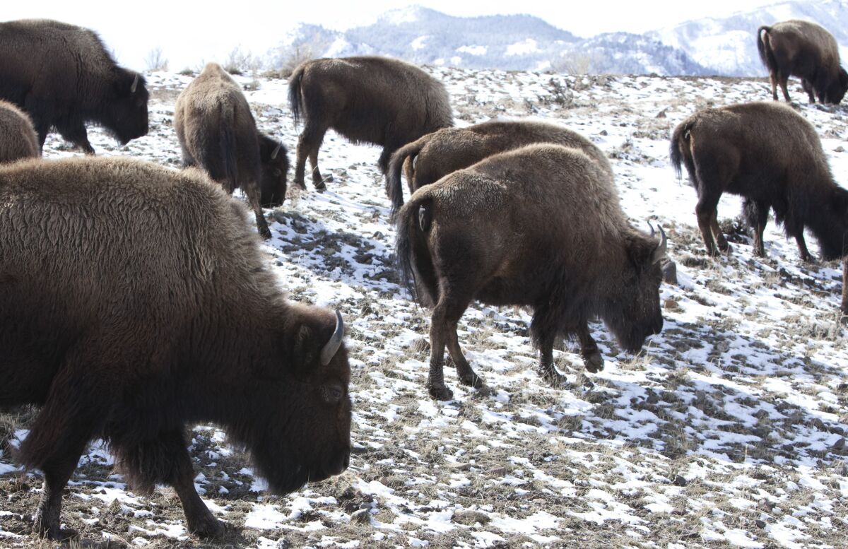 FILE - Bison roam outside Yellowstone National Park in Gardiner, Mont., on March 17, 2011 .As many as 900 bison from the park maybe shot by hunters, sent to slaughter or placed in quarantine this winter in a program agreed to by federal, tribal and state officials, Wednesday, Dec. 1, 2021. The program, reported by the Bozeman Daily Chronicle, is an effort to prevent the spread of a disease to cattle. (AP Photo/Janie Osborne, File)