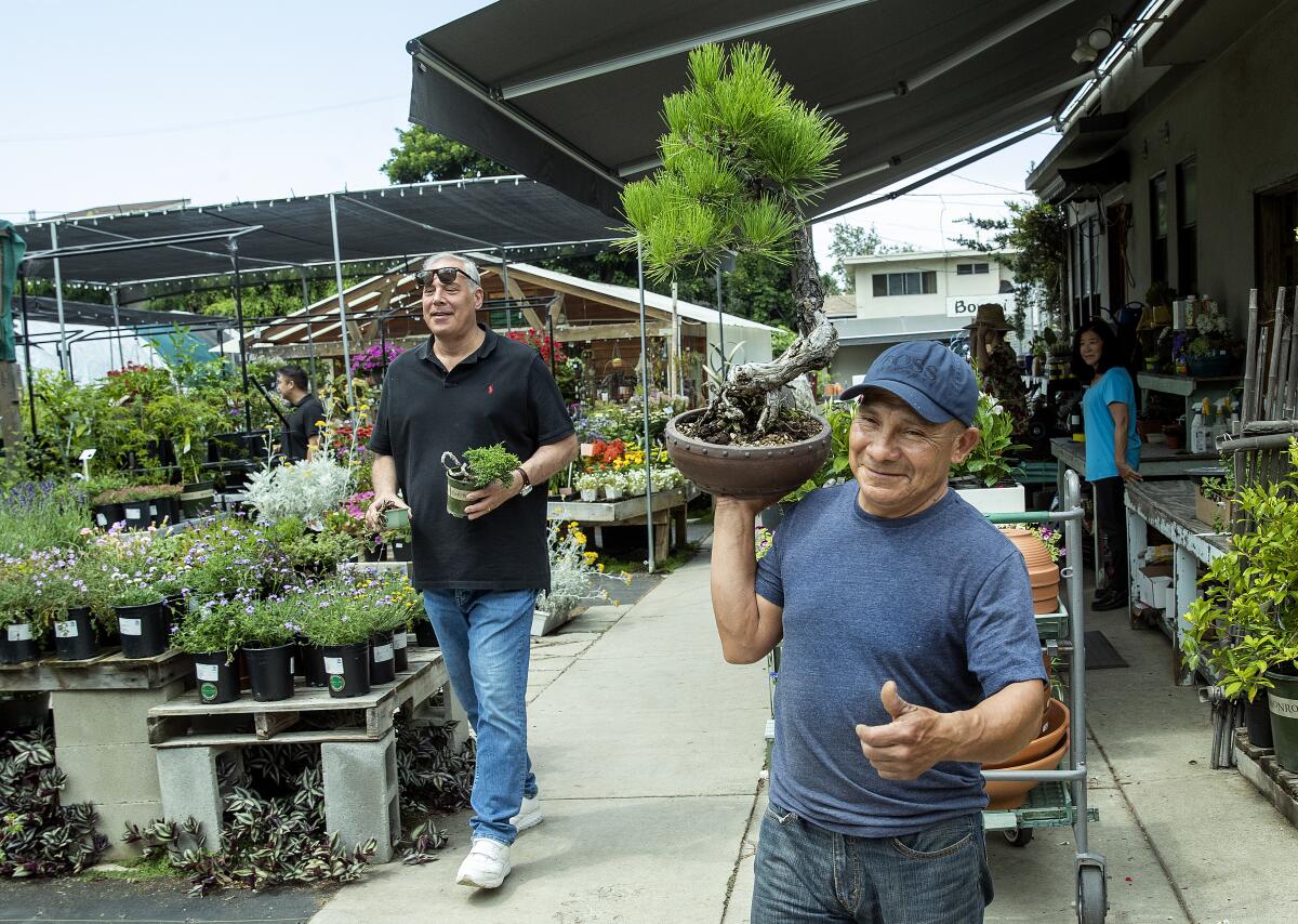 Miguel Hernandez, right, carries a bonsai on his shoulder. 