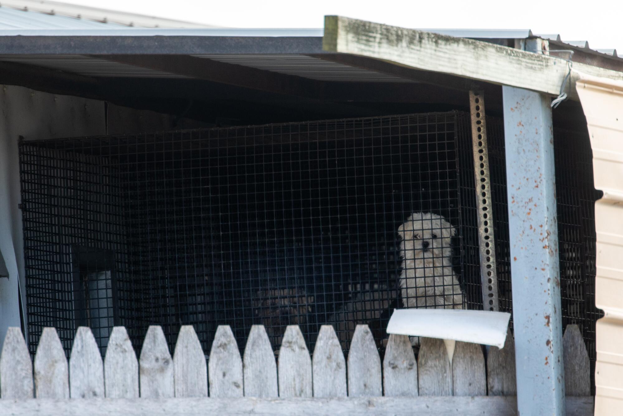 Stacks cages filled with dogs of Jerry Couchman's property in Weldon, Iowa.