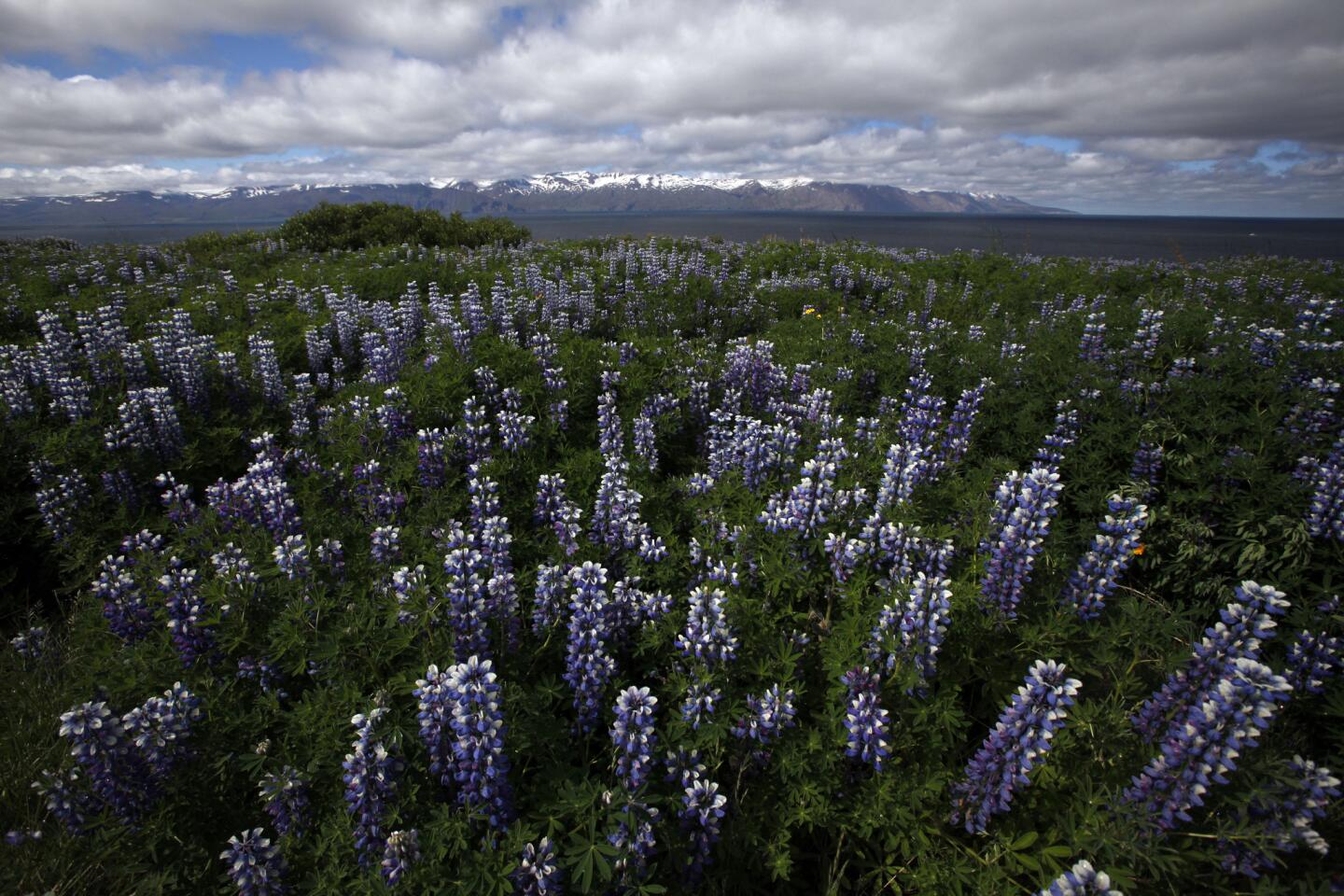 Northwest Iceland