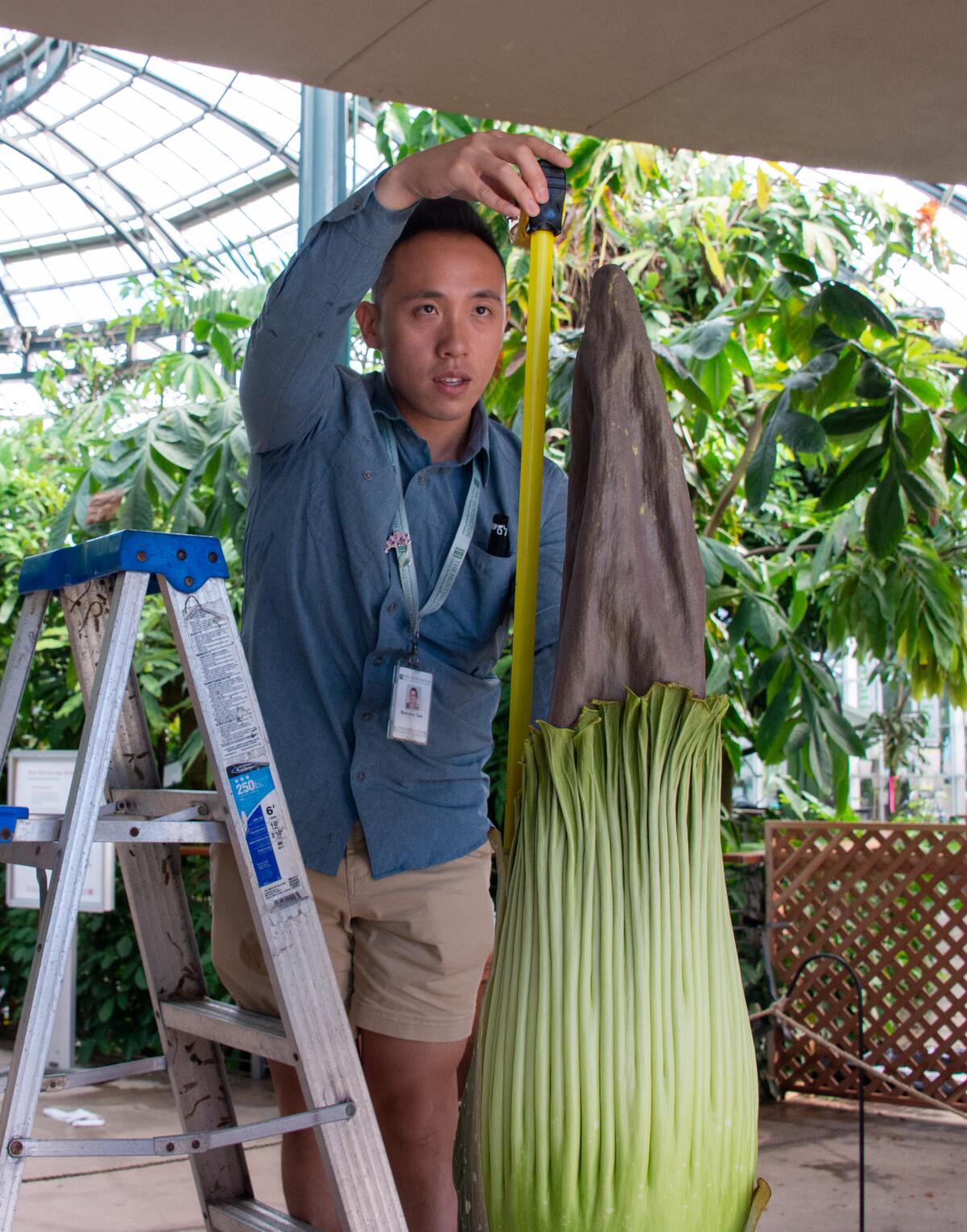 A green-and-brown corpse flower stands tall with other plants in the background