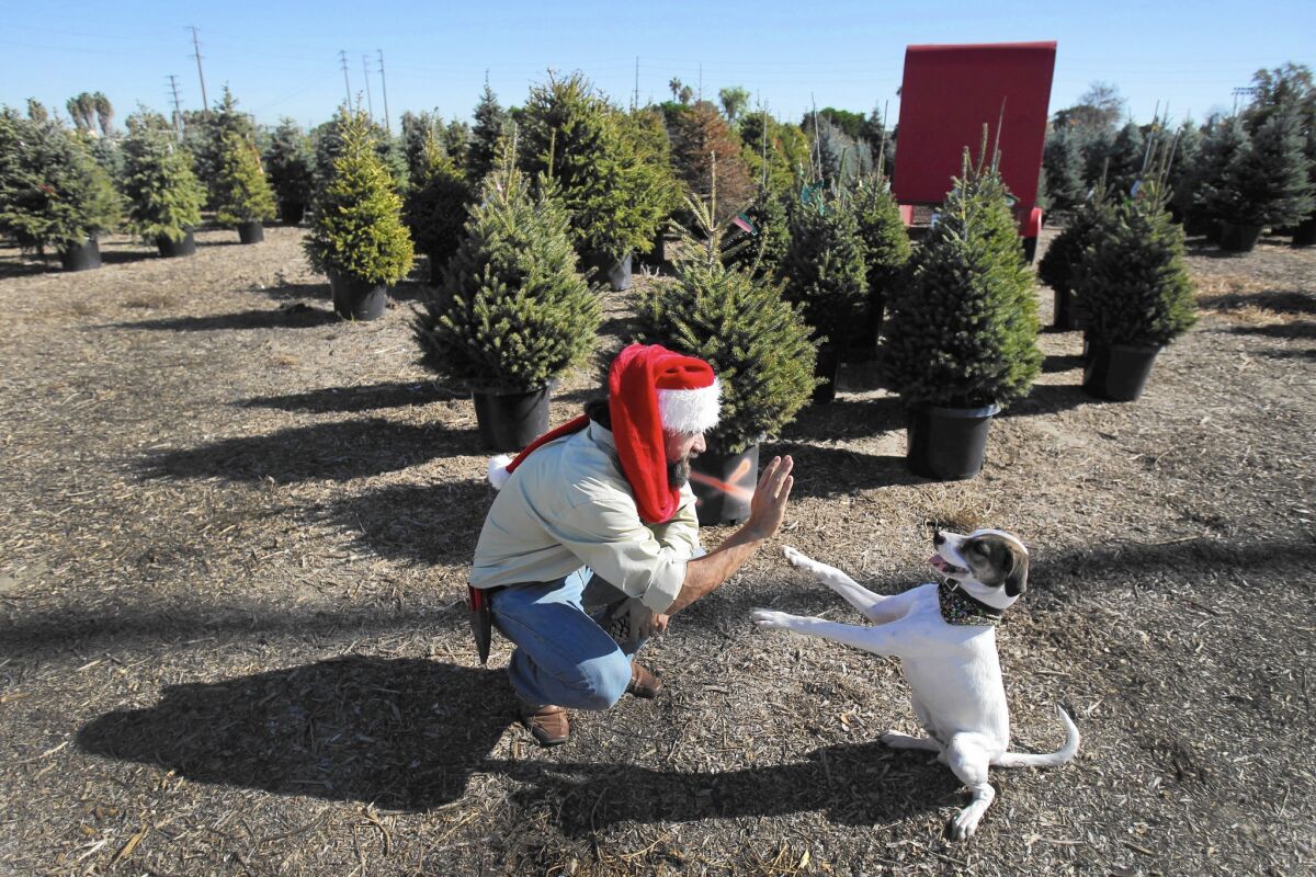 Scott Martin, founder of Living Christmas, high-fives his dog, Kota, while checking on his crop of blue spruce potted Christmas Trees at his nursery in Carson. His customers won’t be seeing as many pine trees, which require more water than spruce varieties and are more likely to brown in the heat.