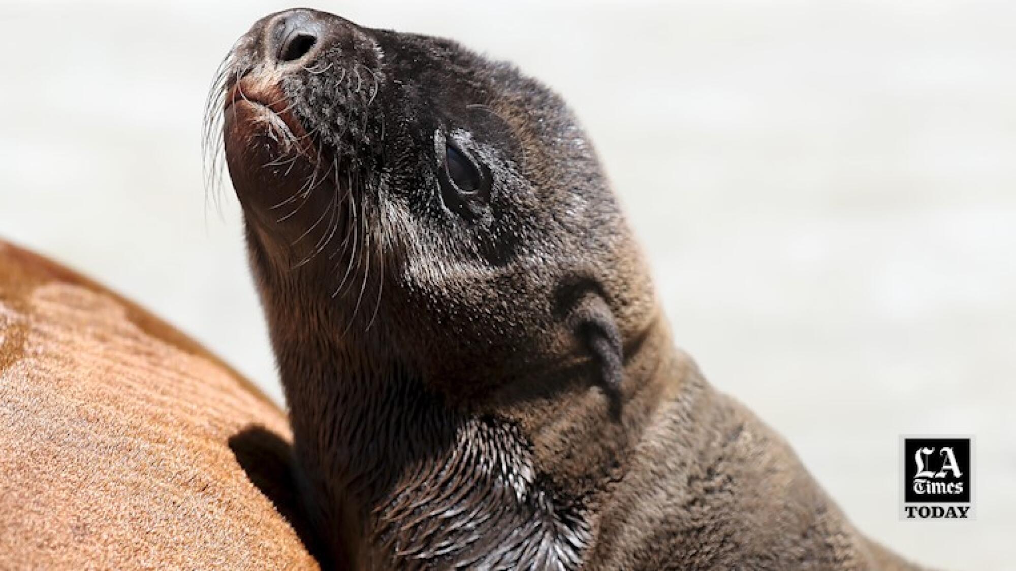 LA Times Today: Beachgoers face an unexpected peril: aggressive, biting sea  lions. Here's what you can do - Los Angeles Times