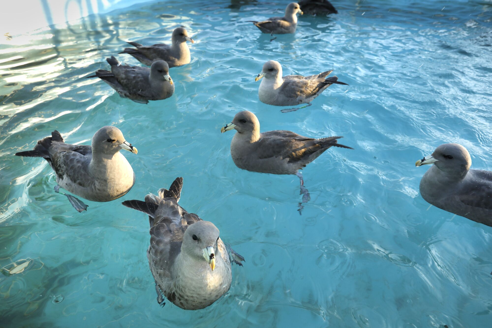 A group of northern fulmars, a type of seabird, wait to be fed at a rescue center.