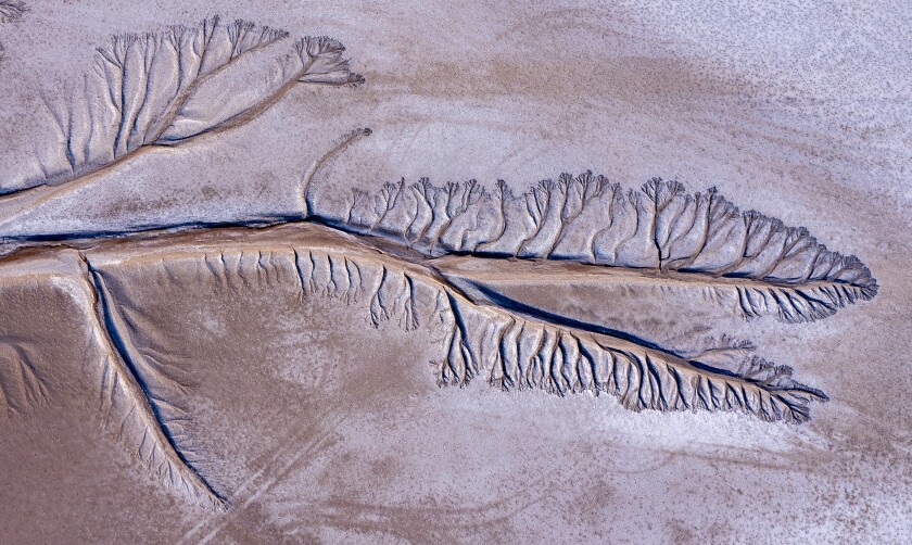 Tentacles formed by the ebb and flow of tides etch a pattern into mud in the Colorado River Delta in Baja California.
