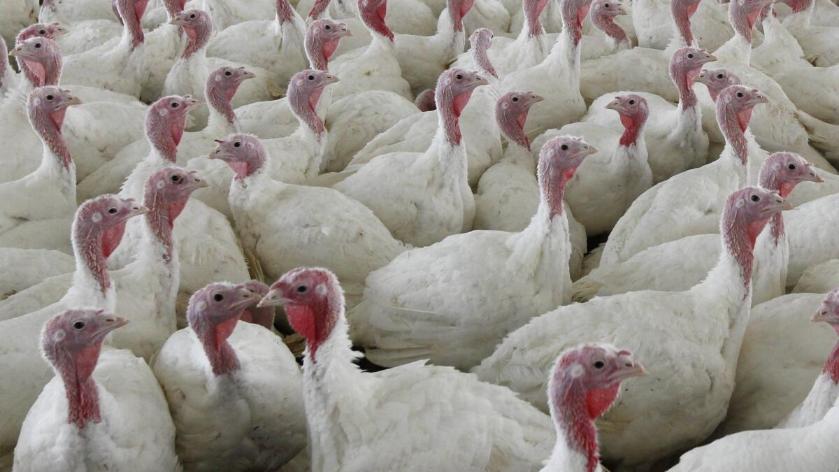Hefty turkeys still grace a lot of Thanksgiving tables, but demand for smaller birds has grown. Above, a turkey farm in 2012.