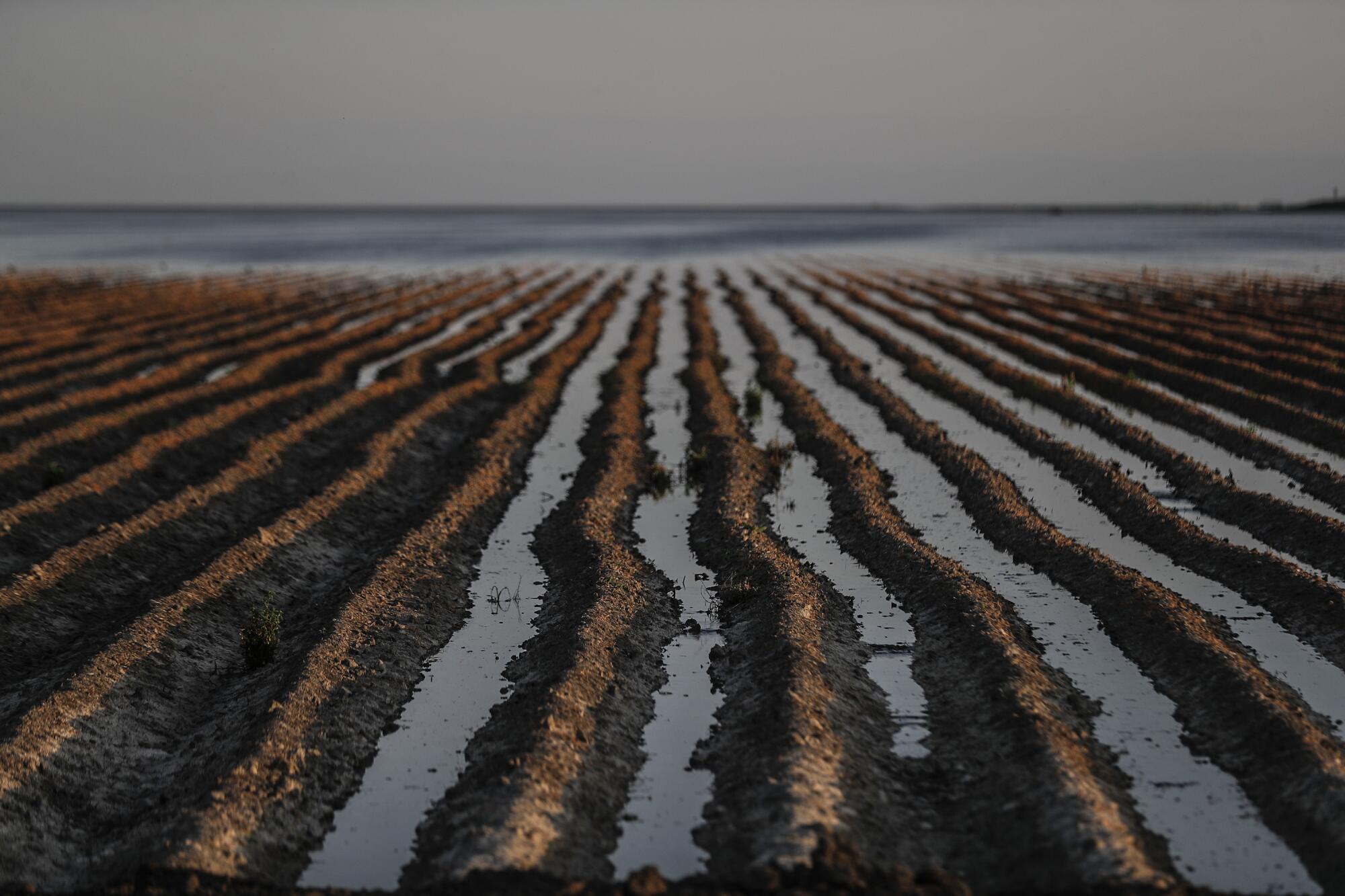 Dirt berms form a pattern of lines with water along the northern edge of Tulare Lake in April 2023 near Corcoran. 
