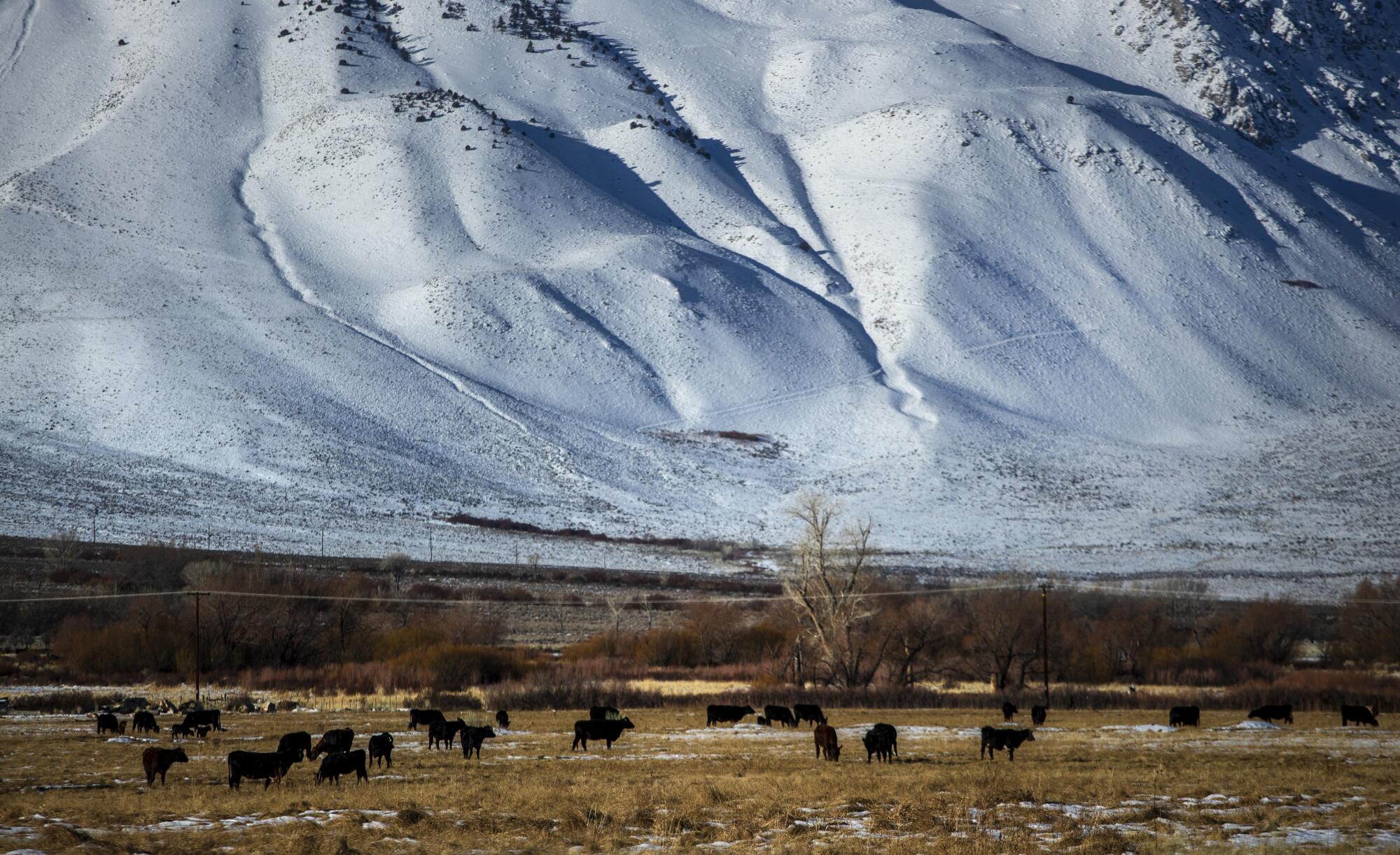 Cattle graze near a snowy mountain