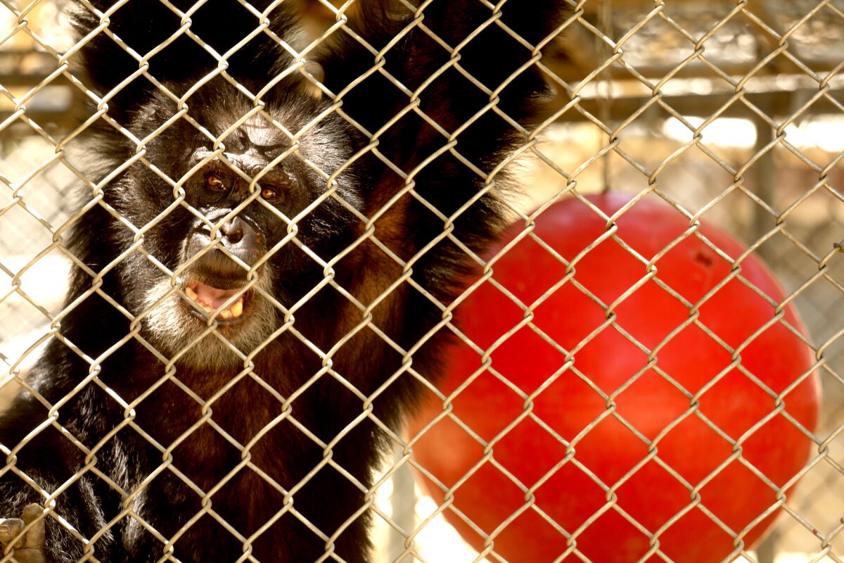 One of the 32 chimpanzees that still resides at the shuttered Wildlife Waystation on World Chimpanzee Day 