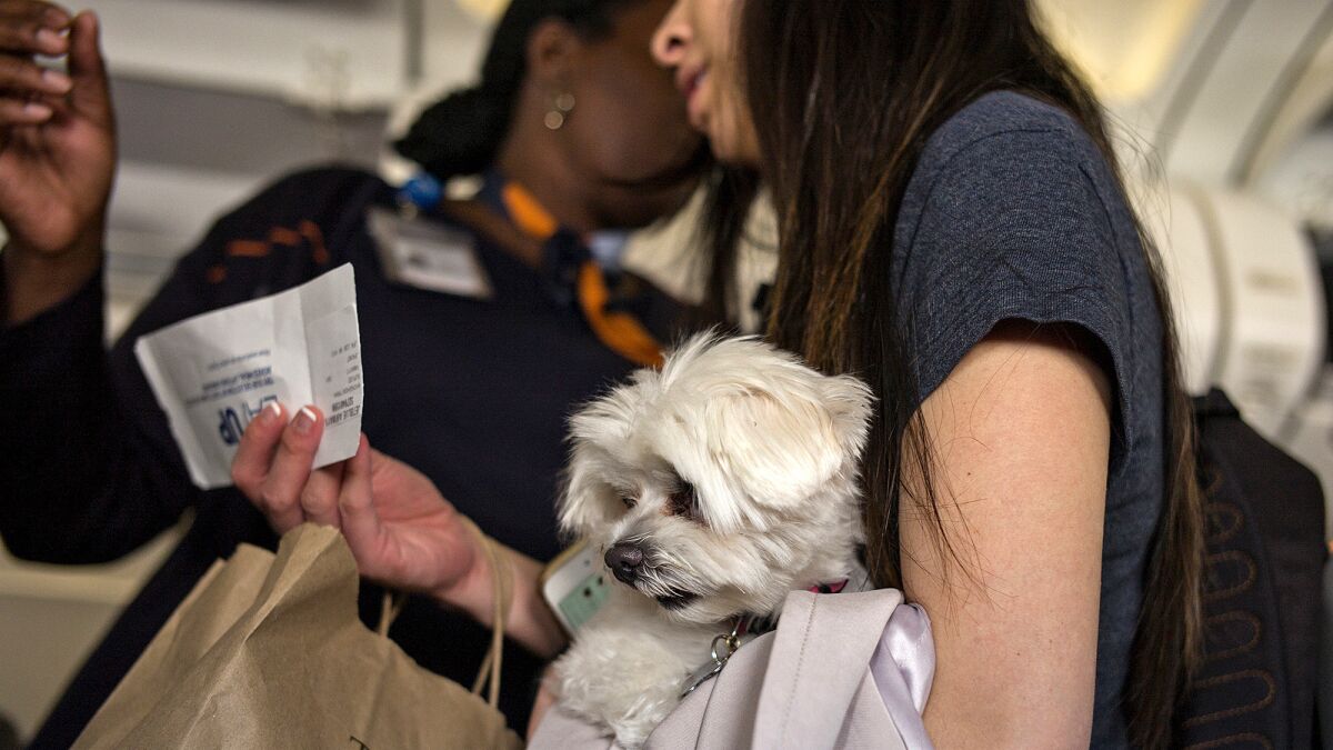 A passenger carrying a dog asks a JetBlue flight attendant about her seat location at John F. Kennedy International Airport in New York.