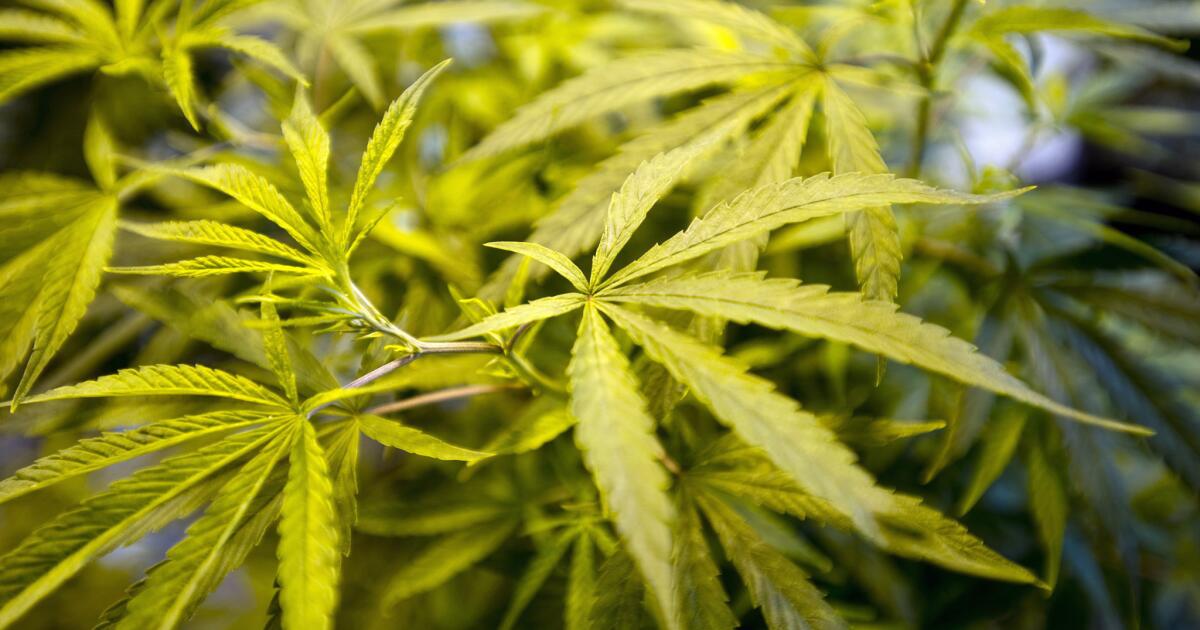 U.S. government to grow 30 times more marijuana this year