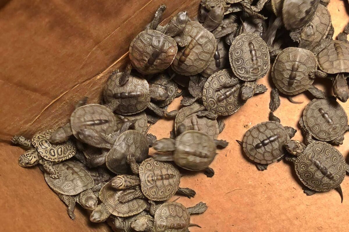 This photo, provided by Stockton University, shows some of the hundreds of diamondback terrapin hatchlings rescued from storm drains by volunteers in Ocean City, NJ. (Lester Block/Stockton University via AP)