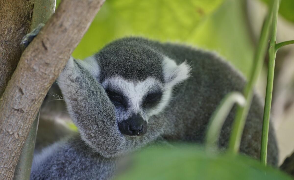 A lemur relaxes on a branch at the San Diego Zoo's Safari Park, one of the attractions that offers free entry to kids during the month of October.