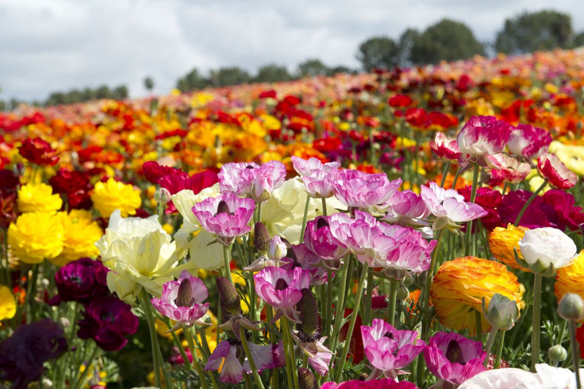 Miles de flores llenan de color las praderas de Carlsbad Ranch todos los años.