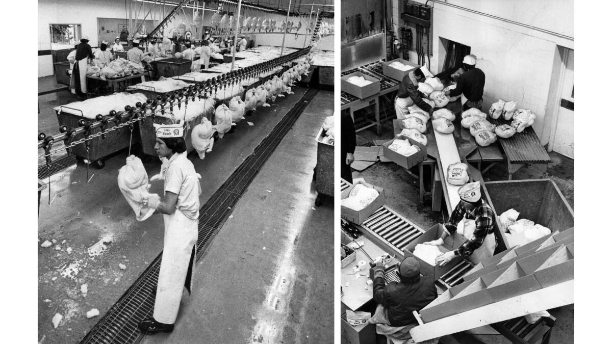 Nov. 9, 1973: After turkeys are plucked, cut and cleaned, left, workers at Jess Ranch in Apple Valley stuff them in plastic bags and weigh them. At right, the bagged turkeys are then boxed for shipment.