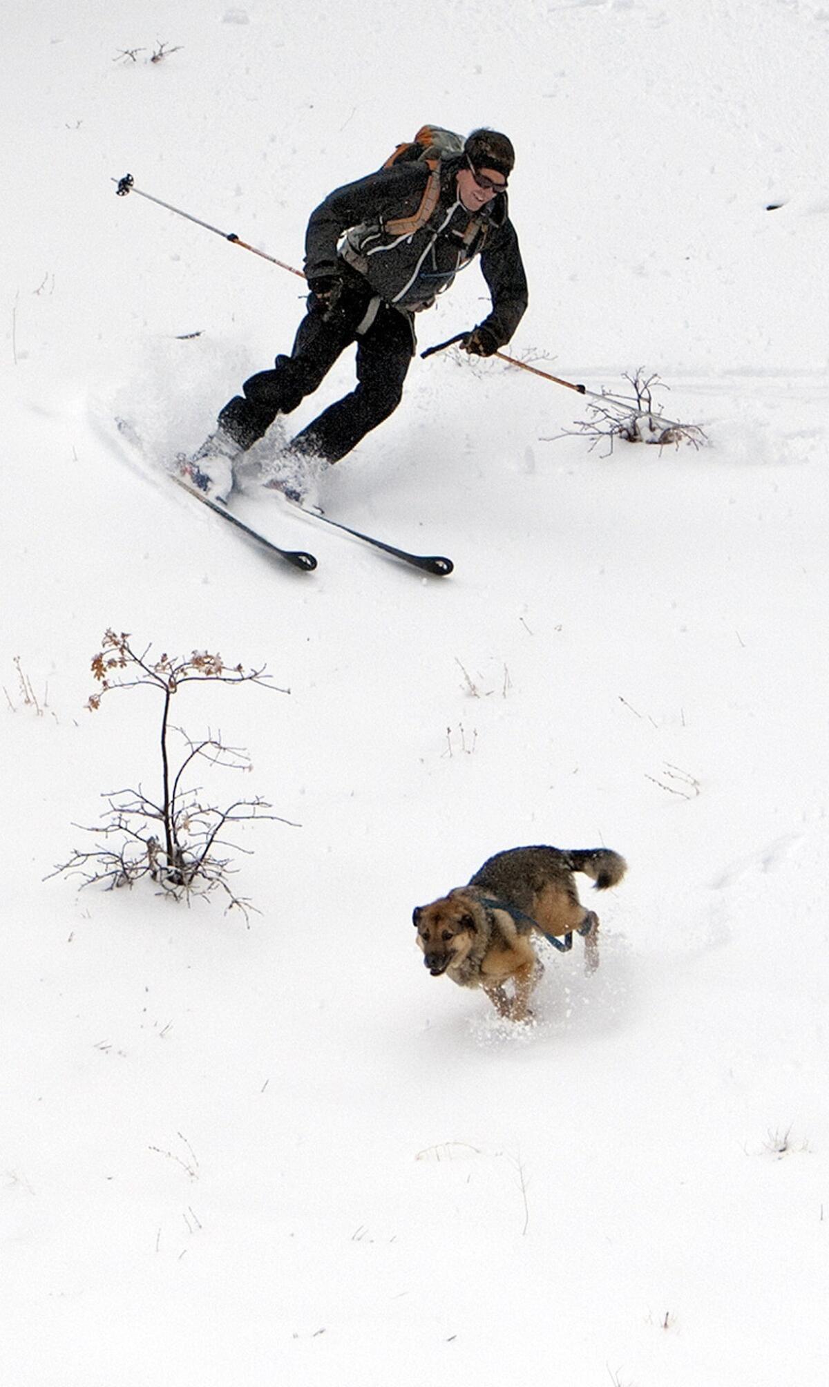 Chris Rusay of Eagle Rock with his dog Wyatt skis down a backcountry slope off Highway 2 in Wrightwood.