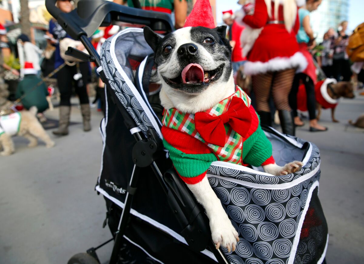 A photo of Gaslamp Holiday Pet Parade