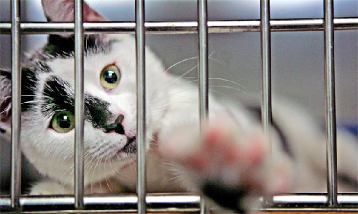 FELINE: A 4-month-old cat named Spot playfully reaches out of her cage at the South Los Angeles Animal Care Center.