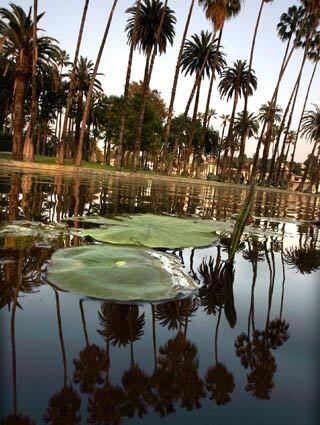 Echo Park Lake lotus bed has once again faded away, Echo Park News