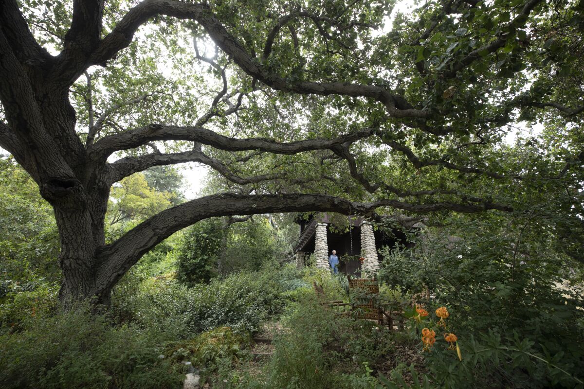 An oak tree towers over a lush landscape of native plants.