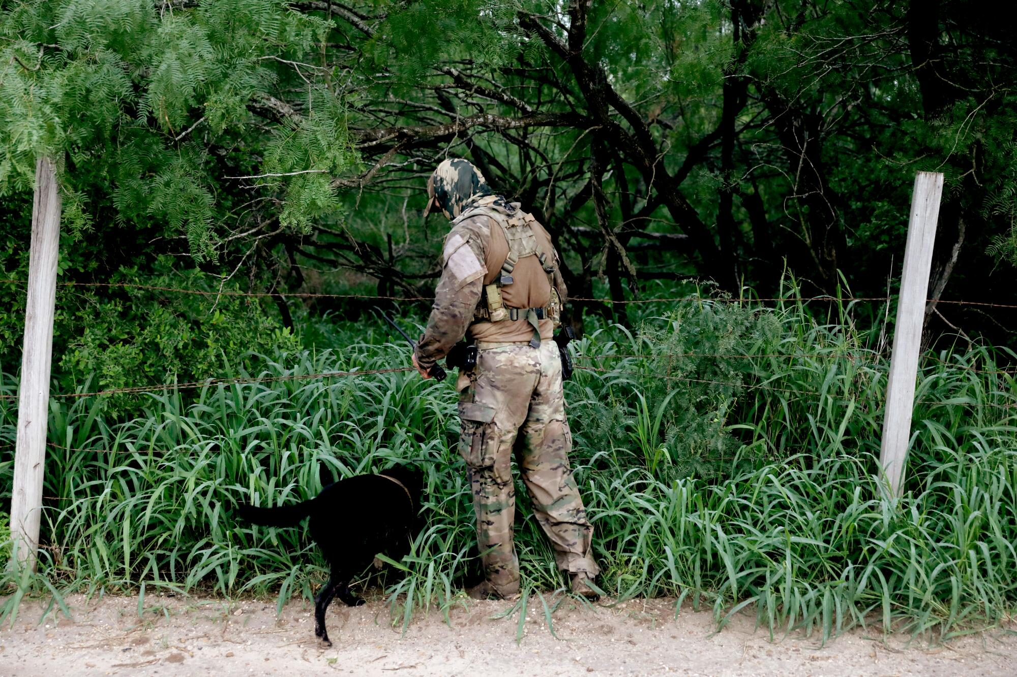 A Border Patrol agent and a dog search among vegetation