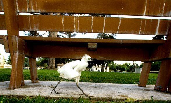 A young bird walks by a dropping-stained park bench.