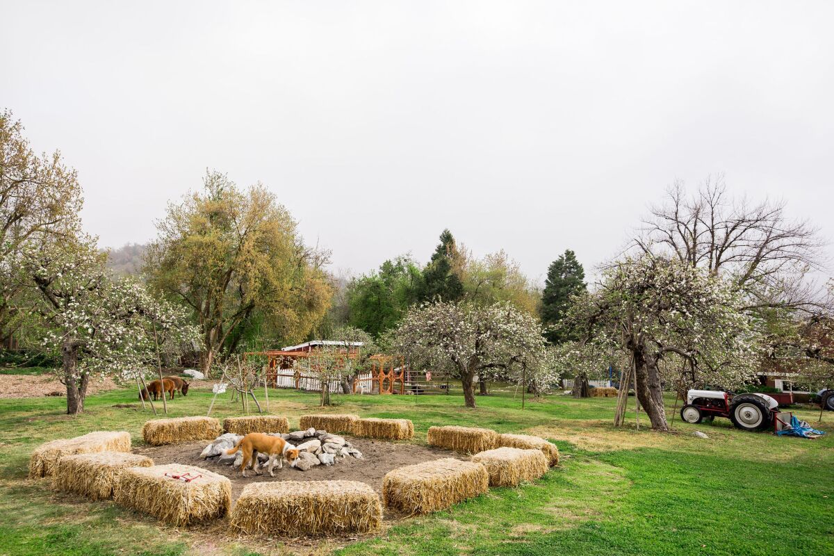 A dog stands in a circle made from hay bales in front of some apple trees