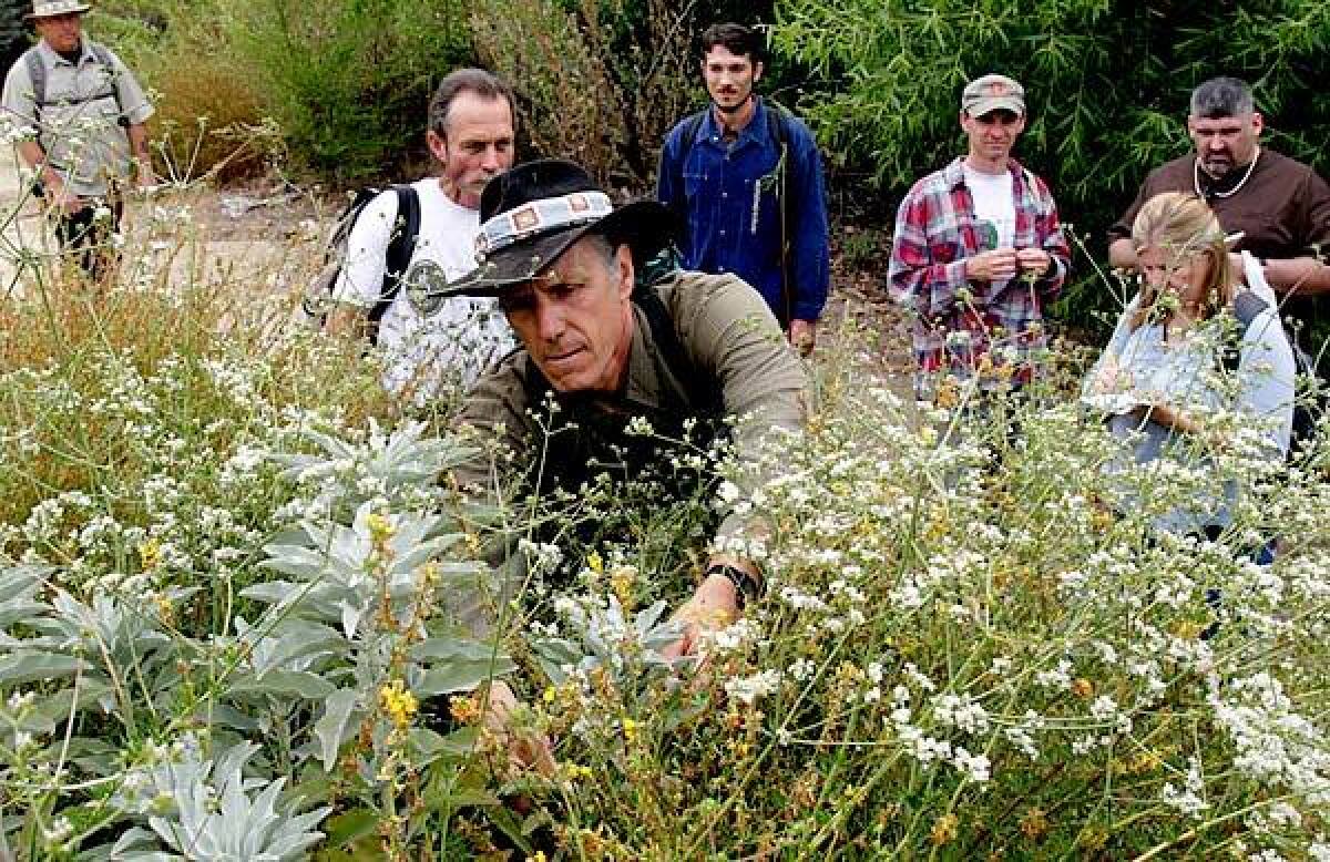 Christopher Nyerges picks white sage on a class hike in Hahamongna Watershed Park in Pasadena.