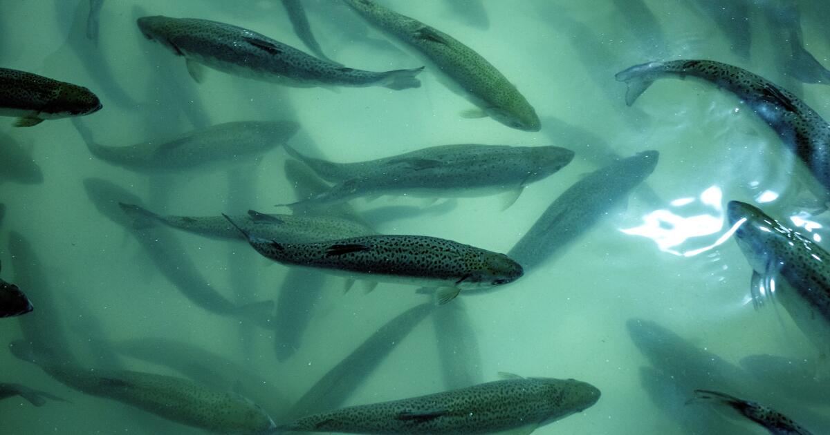 Colaborador: As pisciculturas produzem patógenos