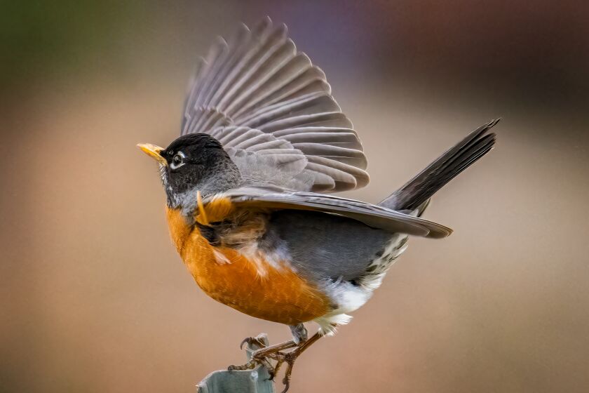 A male American robin perched on a stake.