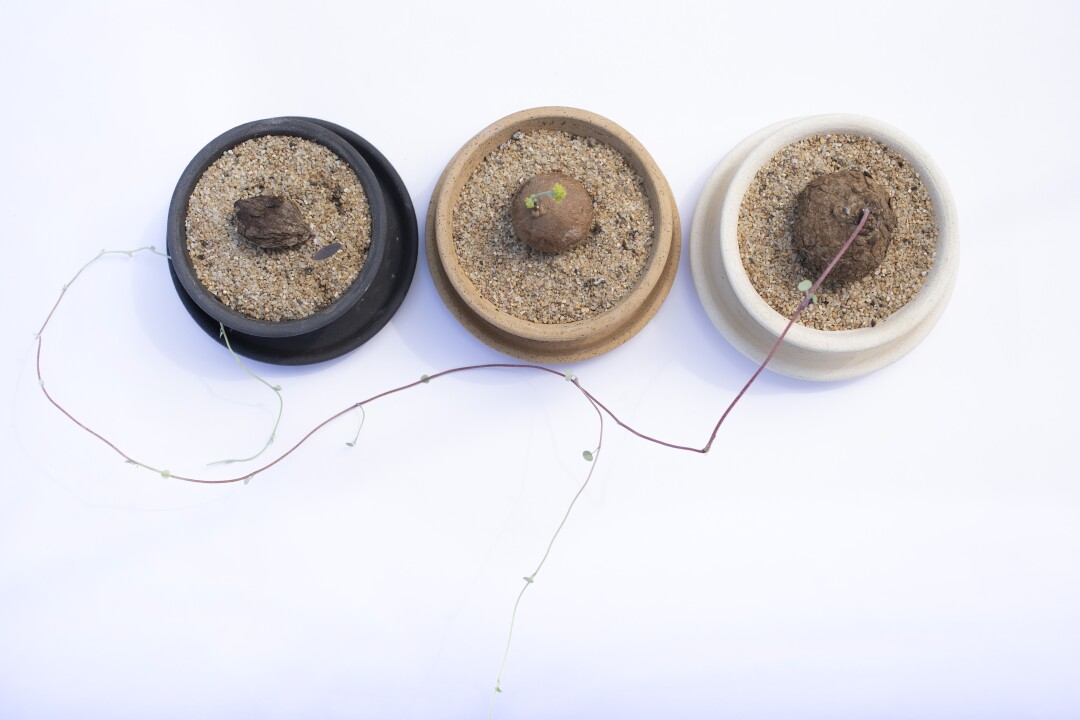 Seen from above, three planters with young plants 