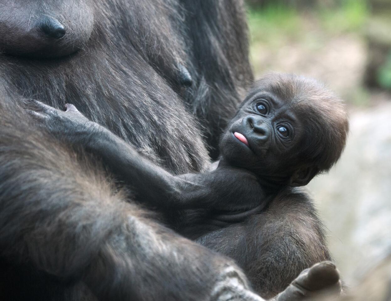 A Western lowland gorilla baby clings to her mother at the Bronx Zoo in New York on April 11.