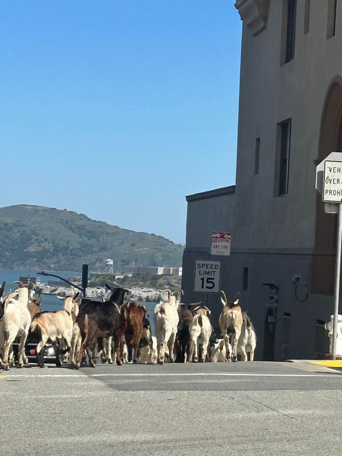 Goats go on the lam from a park in San Francisco, head for Ghirardelli Square
